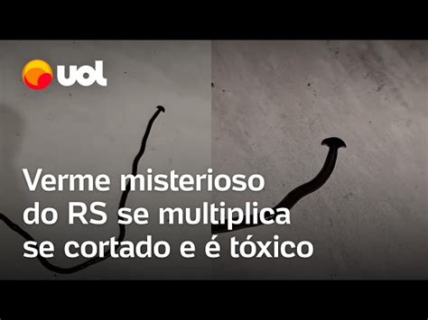 Cabeça em formato de pá: conheça verme misterioso .